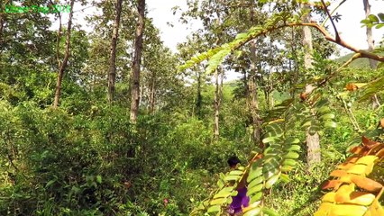 Primitive Technology - Cooking Frog on a rock