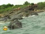 The elephant drowning in sea ( Part 1)