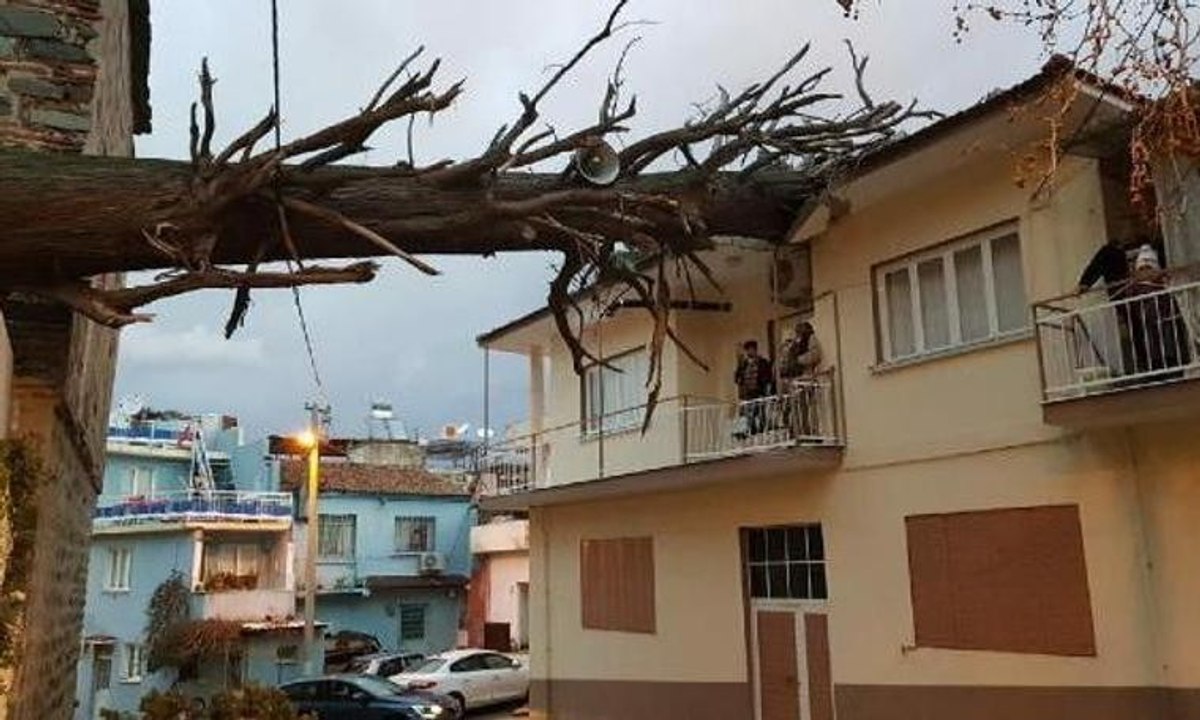 İzmir'de anıt ağaç devrildi