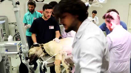'Kocabaş'a üç boyutlu protez takıldı - SİVAS