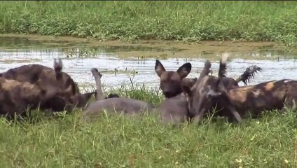 A Wildebeests vs 7 Wild Dog - The Final Battle Of A Wildebeest