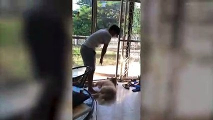 Lazy Husky Puppy Won't Go Outside