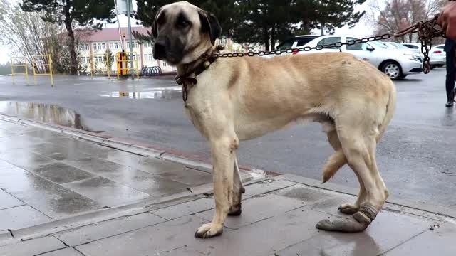 Kocabaş A Üç Boyutlu Protez Takıldı
