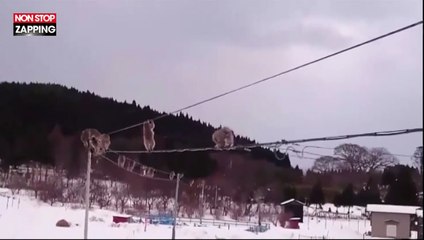 Japon : des singes funambules font le buzz sur les réseaux sociaux (vidéo)