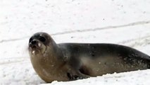 Seals stranded in Canadian town