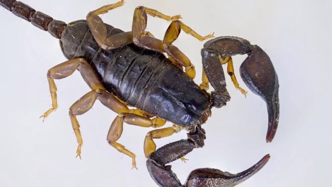 Akrep nedir? Genel özellikleri nelerdir?