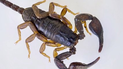 Akrep nedir? Genel özellikleri nelerdir?