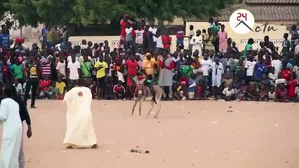 Course Mbaam à Mbacké: Macky Sall placé derrière Idy