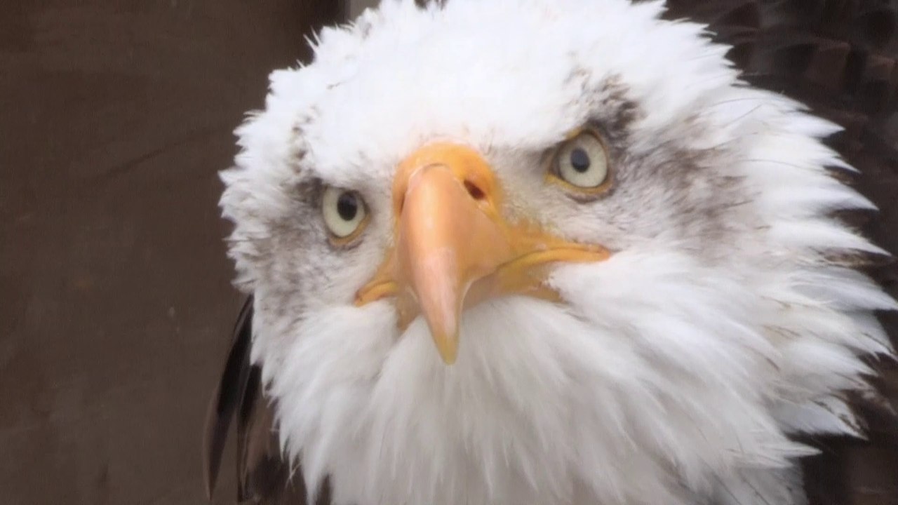 Aigles des Remparts - Teaser 2018