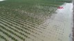 Adana'da Yağmurla Birlikte Tarım Arazileri Sular Altında Kaldı