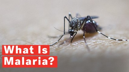 What Is Malaria?