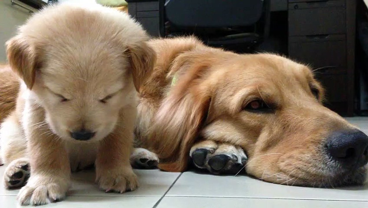 Ce chiot fatigué ne tient plus debout