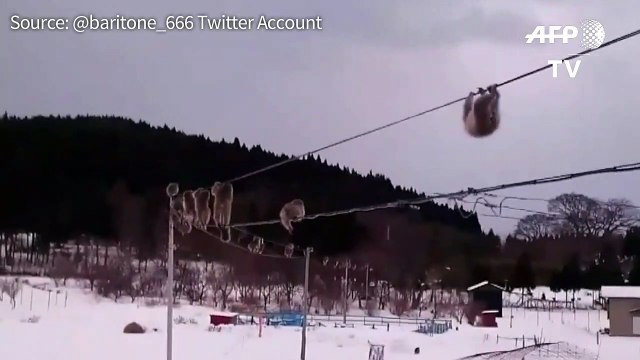 Monkeying about: Japan macaques on high-wire stroll go viral