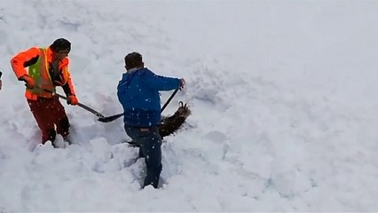 شاهد: إنقاذ ماعز محاصرة وسط الثلوج في النمسا