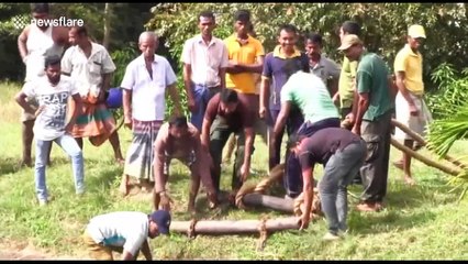 Locals use makeshift rope ladder to save elephant trapped in canal
