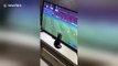 Kitten watching Asian Cup tries to catch football on TV