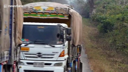 Cheeky elephant stops passing trucks to steal bundles of sugar cane