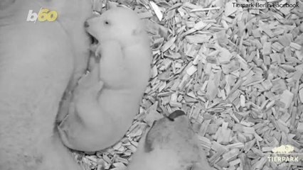 Watching This Adorable Polar Bear Cub Open Its Eyes For The First Time Is What You Need Today