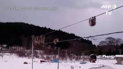 صف من القردة على كابل كهربائي يشعل "تويتر"