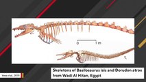 Fossils Reveal Whale Remains Inside Another Ancient Whale