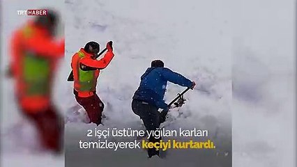 Avusturya'da kara saplanan keçiyi demiryolu işçileri kurtardı