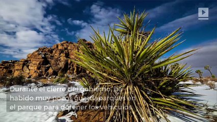 Cierre del gobierno hace que el Parque Nacional Joshua Tree se cierre