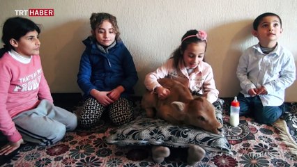 Küçük Büşra erken doğan buzağıyı dizinde sallayarak uyutuyor