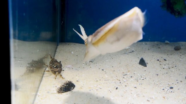 Une seiche face à un crabe... attention les pinces