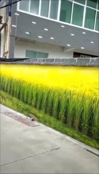 Regardez ce magnifique champ de blé en pleine ville... Nature parfaite