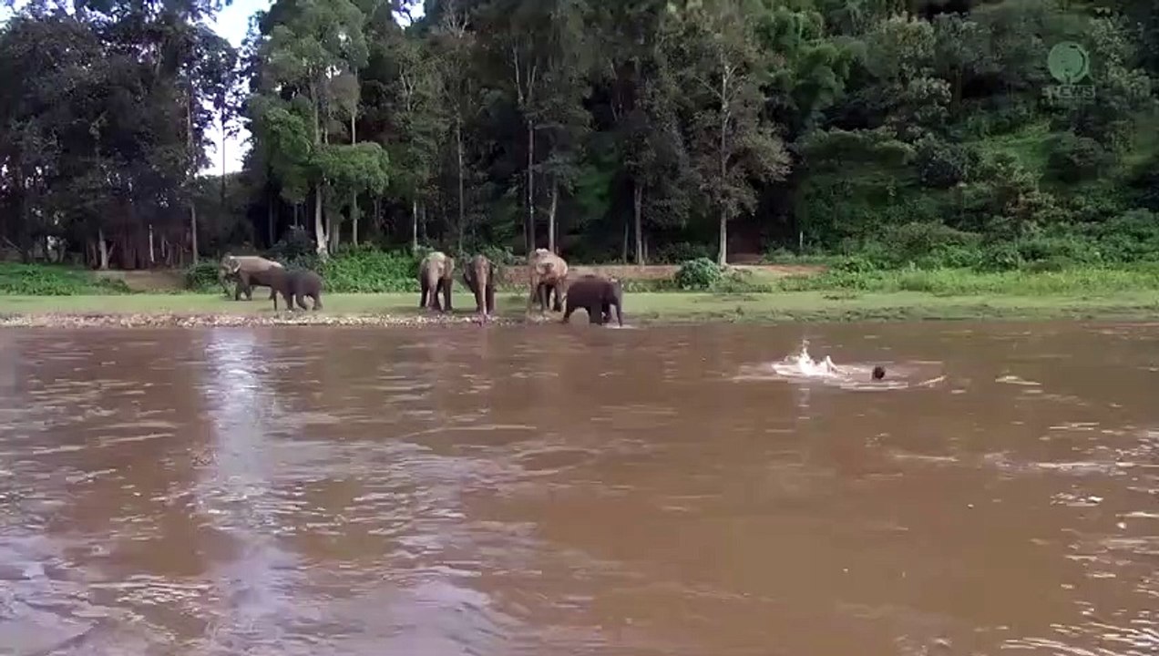 Un éléphant se jette à l'eau pour sauver un homme qui se noie