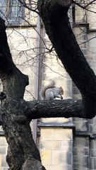 Squirrel Feasts on Oreo
