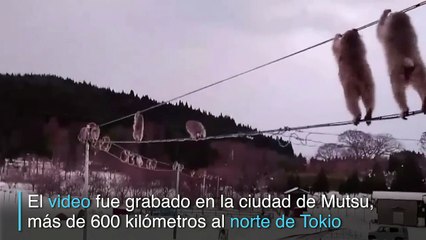 Monos japoneses se vuelven virales