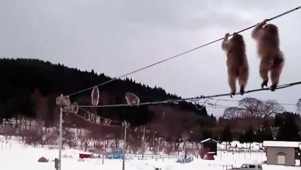 Vídeo de passeio de macacos no Japão se torna viral
