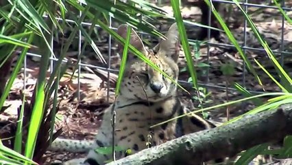 Download Video: Big Cat Rescue - Pet Serval Rescued