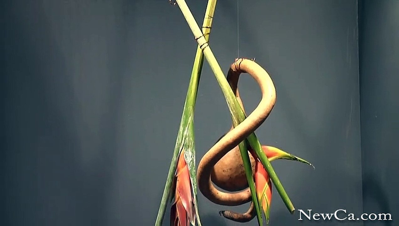 2009 Canada Blooms: Bad Lands (HD)