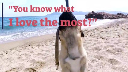 Pug You - Online Store for all Pug Lovers out there