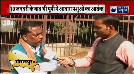 योगी राज में क्यों गाय करे हाय-हाय?