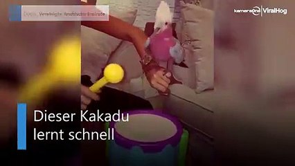 Trommelnder Kakadu: Dieser Vogel ist ein Schlagzeuger