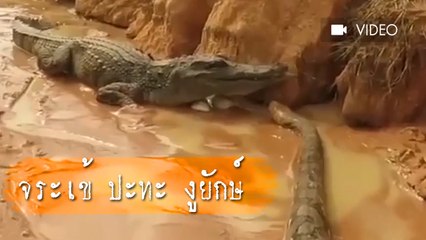 พี่ตะเข้เกือบเอาตัวไม่รอด !! ศึก งูยักษ์ ปะทะ จระเข้ กับไข่ที่เป็นของรักของหวง