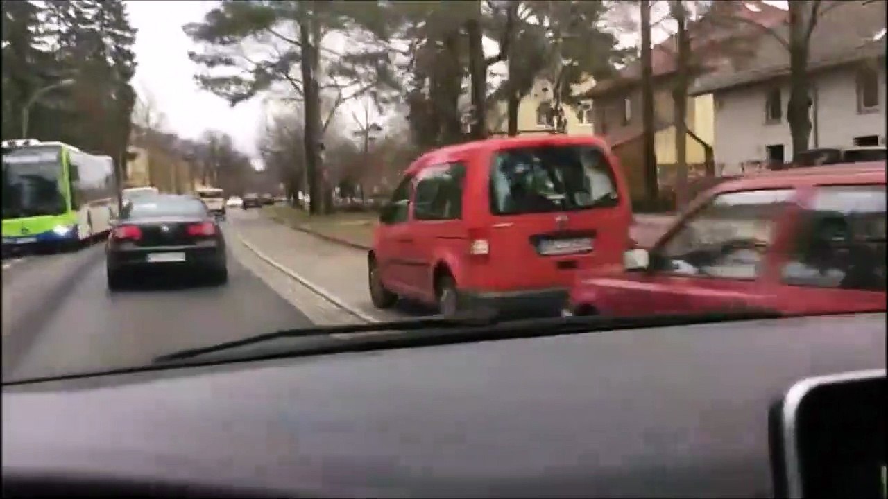 Une meute de 20 sangliers se promène en pleine ville