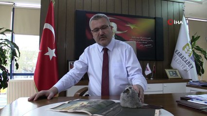 Yavru baykuş belediye başkanının maskotu oldu