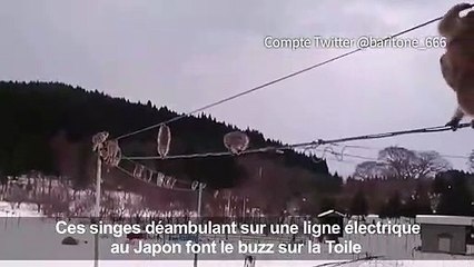 Une file de singes sur un câble électrique enflamme Twitter