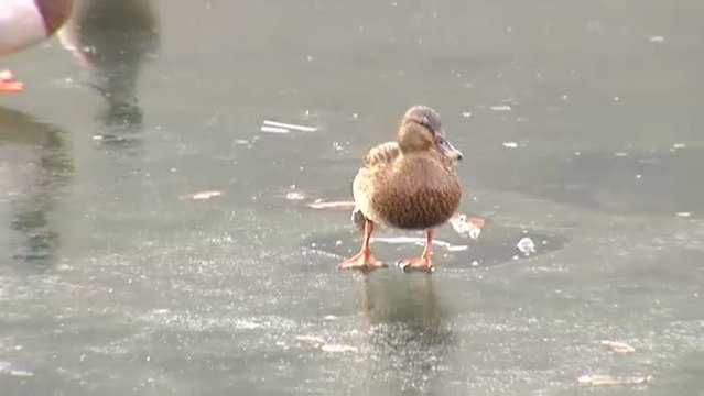 La ola de frío no da tregua