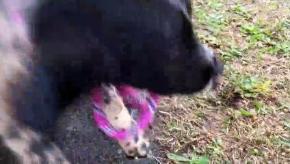 Capbreton : une cagnotte pour 17 chiens affamés