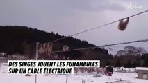 Des singes jouent les funambules sur un câble électrique