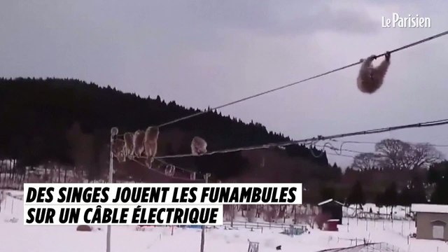 Des singes jouent les funambules sur un câble électrique