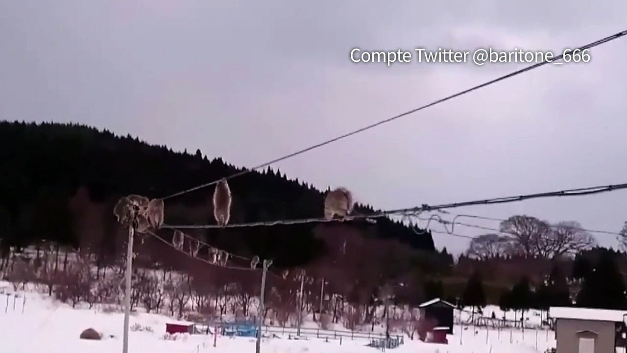 Une file de singes sur un câble électrique enflamme Twitter
