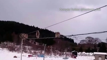 Une file de singes sur un câble électrique enflamme Twitter