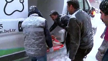 Yaralı köpek için karda 37 kilometre gittiler - VAN