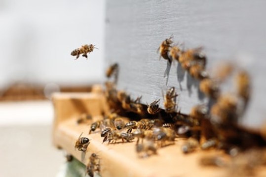 Les effets des pesticides sur les abeilles